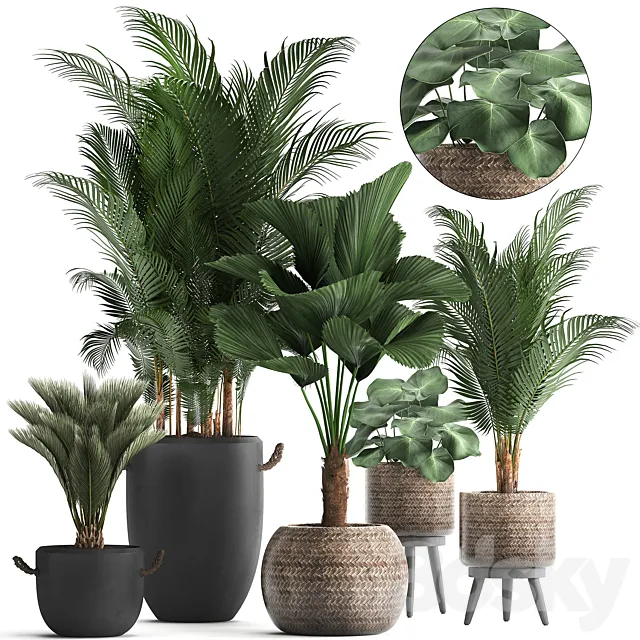 Collection of modern plants in black pots and baskets with Palm trees hovea. Likuala. loft. Set 422. 3DModel