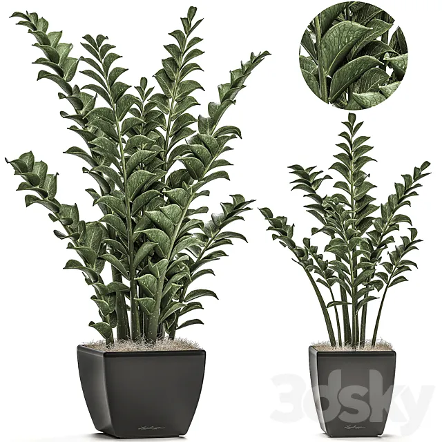 Collection of office plants in black pots with Zamiokulkas flower. money tree. Set 527. 3DModel