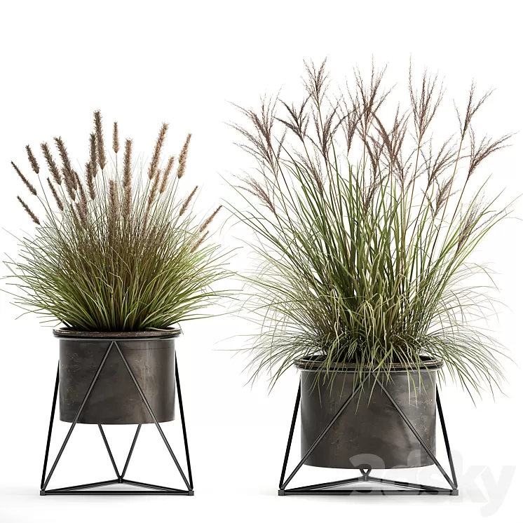 Collection of outdoor metal potted plants with Reeds grass bushes weinik. Set 980. 3D Model