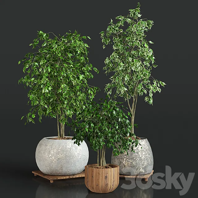 Collection of plants 1 | ficus 3D Model