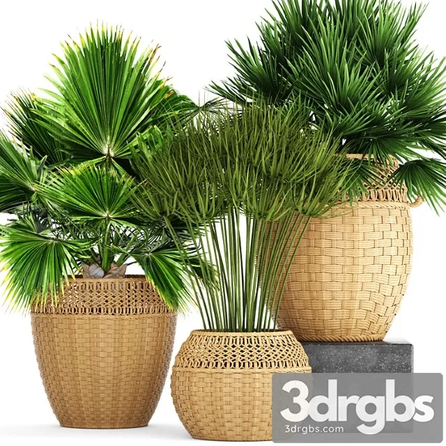 Collection Of Plants 103 Chamerops Brachea Fan Palm Wicker Basket Rattan Flower Pot Bush Umbellate 3D Model Free