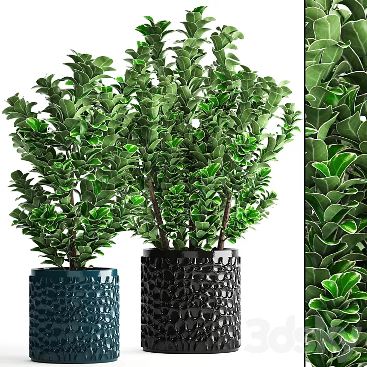 Collection of plants 104. boxwood flower pot bush office plants decorative flowerpot 3D Model