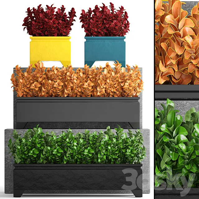 Collection of plants 110. Barberry Barberry Thunberg bushes landscaping garden flowerpot outdoor pot bush 3D Model