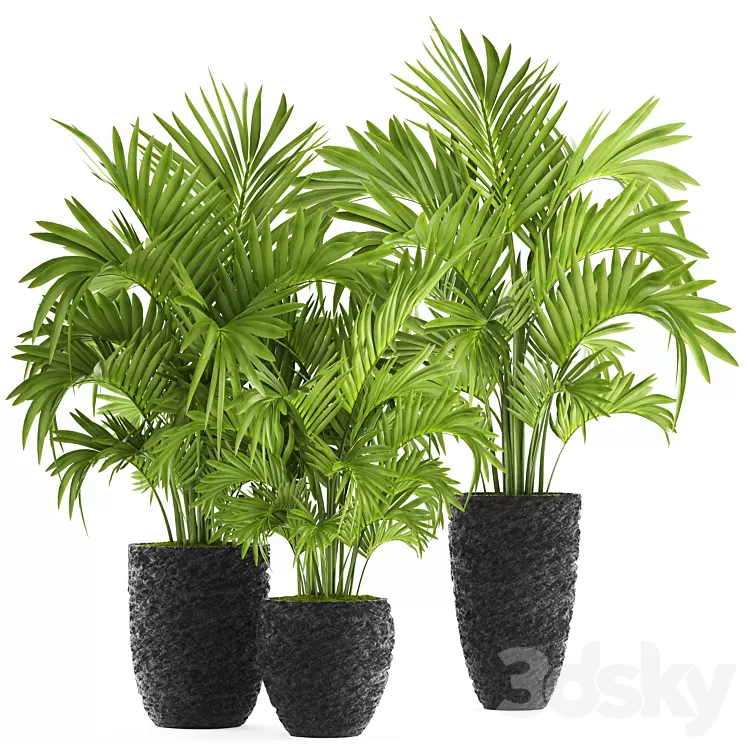 Collection of plants 118. Decorative palm trees hovea kentia black pot flowerpot indoor interior areca Howea forsteriana 3D Model