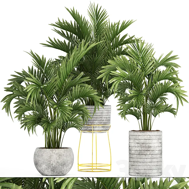 Collection of plants 125. Howea Decorative palm tree howea kentia pot concrete flowerpot indoor 3D Model