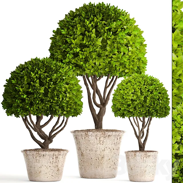 Collection of plants 126. Boxwood topiary. topiary. garden trees. garden plants. pot. outdoor flowerpot. bush. small tree 3DModel