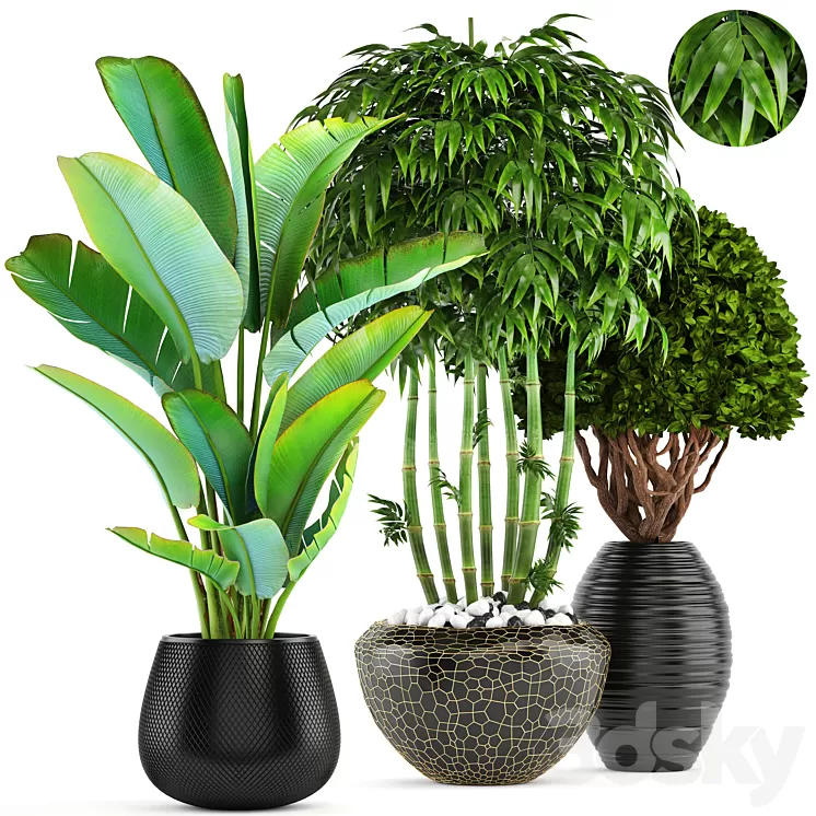Collection of plants 137. Banana palm bush topiary boxwood bamboo strelitzia ravenala black pot flowerpot strelitzia 3D Model