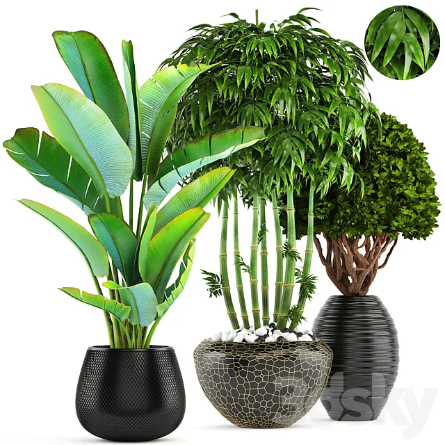 Collection of plants 137. Banana palm. bush. topiary. boxwood. bamboo. strelitzia. ravenala. black pot. flowerpot. strelitzia 3DModel