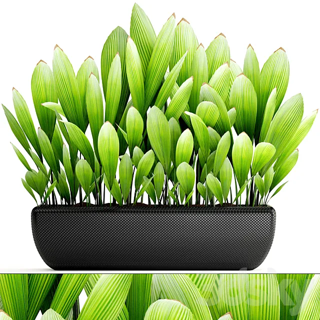 Collection of plants 140. Palm Grass palm grass bush palm tree ornamental plant concrete pot indoor flowerpot exotic 3D Model