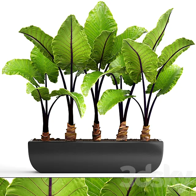 Collection of plants 143. Alocasia macrorrhiza alocasia pot black flowerpot bush tropical exotic plant 3D Model