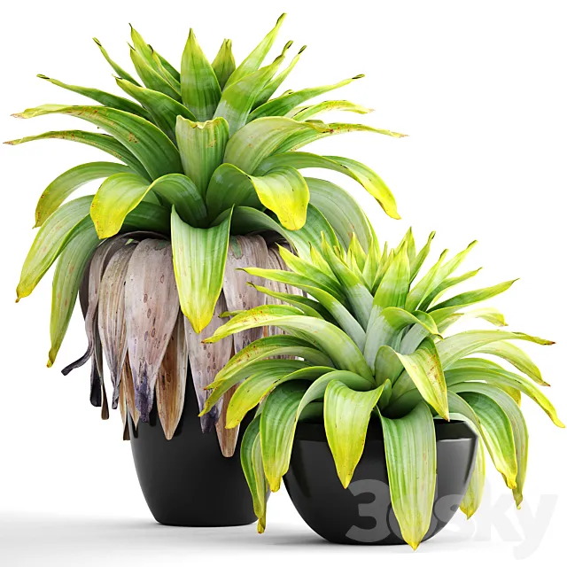 Collection of plants 144. Tropical plant. bromelia. pot. black flowerpot. bush. tropical. exotic plant 3DModel