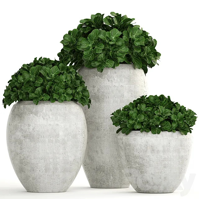 Collection of plants 146. Bush bushes garden plants concrete pot flowerpot outdoor decorative 3D Model