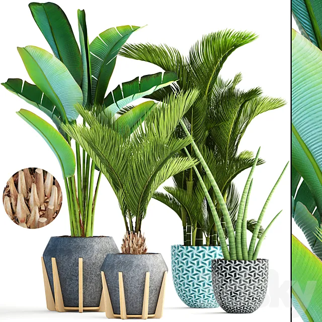 Collection of plants 148. Tropical exotic palm tree dipsis bush concrete flowerpot outdoor pot strelitzia Dypsis 3D Model