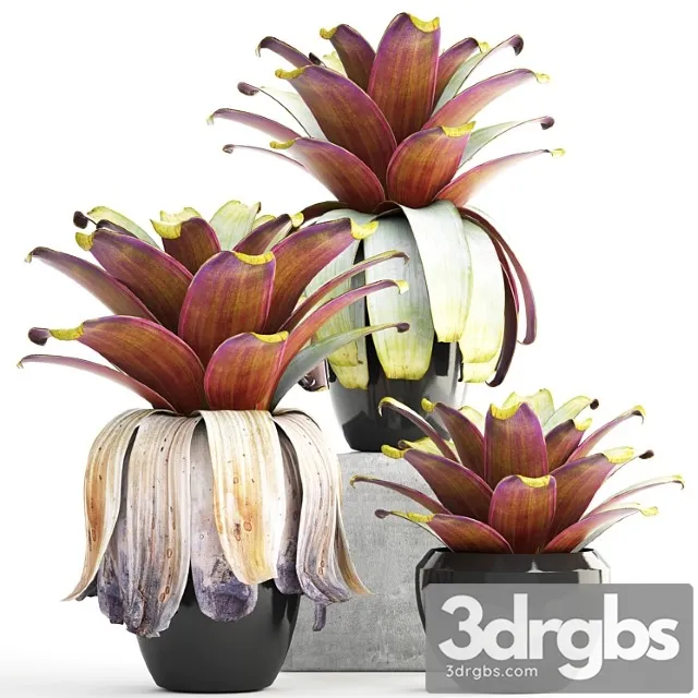 Collection of plants 149. bromeliad, botanical garden, pot, flowerpot, bush, tropical, decorative, bromelia