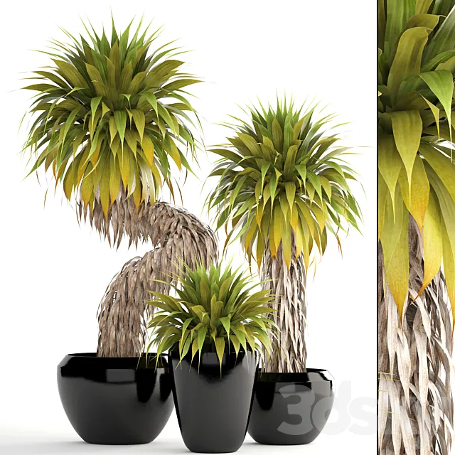 Collection of plants 151. Yucca Elata bush exotic tropical plants flowerpot pot Free Download