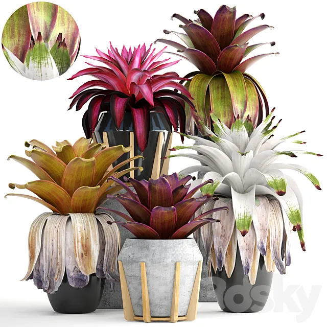 Collection of plants 153. Bromelia Bush Plants Pot Flowerpot Bromeliad Botanical Garden Decorative Tropical 3D Model