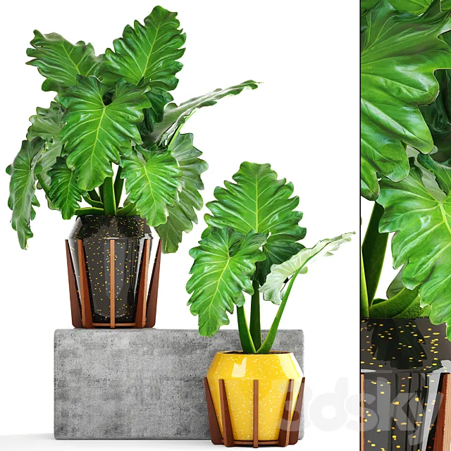 Collection of plants 154. Philodendron. pot. flowerpot. bush. tropical. indoor. decorative 3DModel