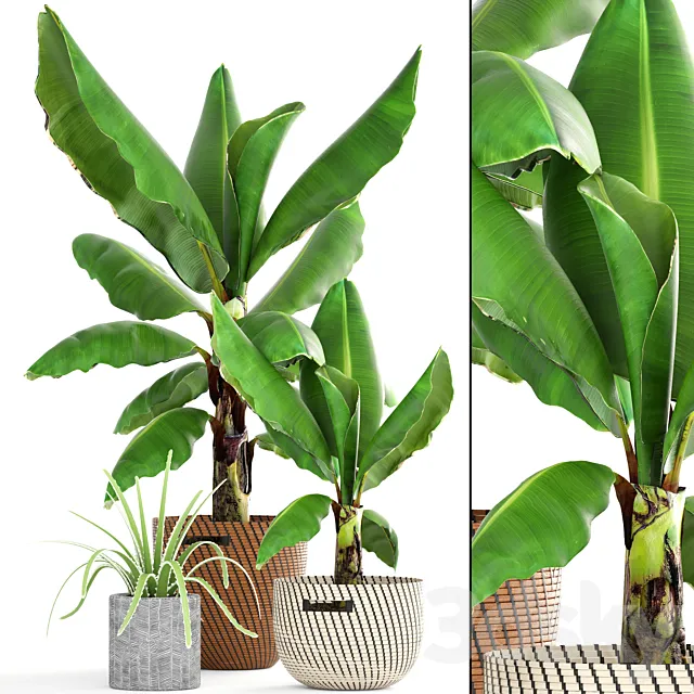 Collection of plants 157. Banana palm basket rattan bush revenala decorative indoor outdoor 3D Model