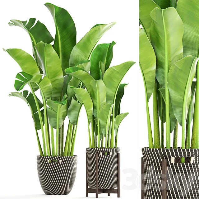 Collection of plants 161. Banana palm Basket rattan flower interior decorative strelitzia flowerpot 3D Model