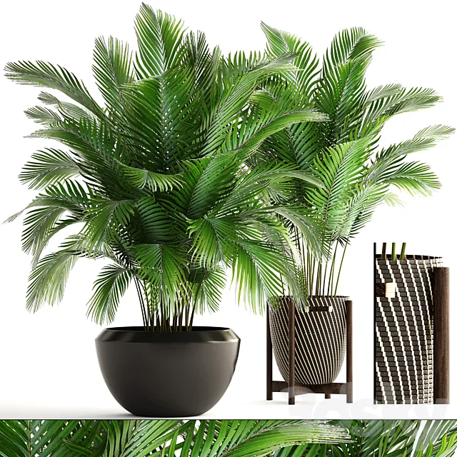 Collection of plants 164. Areca Palm kentia hoveya areca pot bush basket flowerpot interior Howea 3D Model