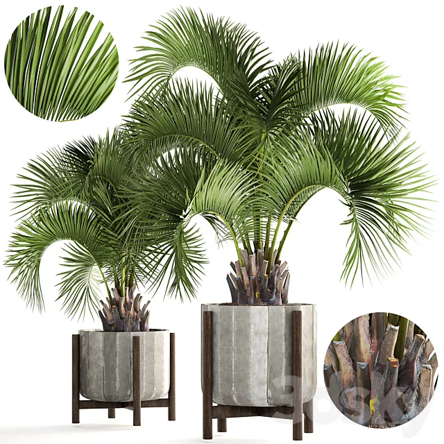 Collection of plants 165. Butia capitata. Butia. palm tree. concrete pot. flowerpot. indoor. interior. decorative. outdoor 3DModel