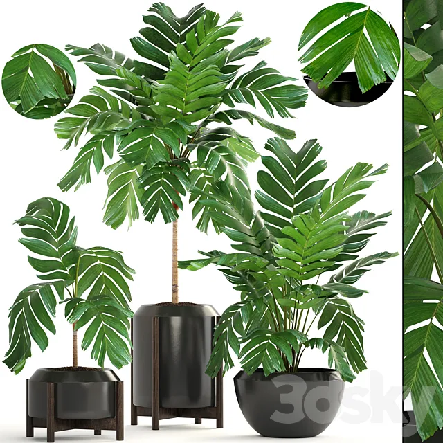 Collection of plants 167. Chamaedorea elegans Chamaedorea graceful bush pot flower palm tree flowerpot interior 3D Model