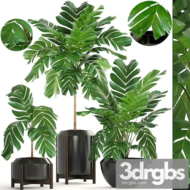 Collection of plants 167. chamaedorea elegans, chamaedorea graceful, bush, pot, flower, palm tree, flowerpot, interior