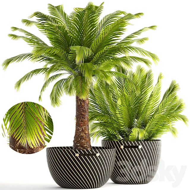 Collection of plants 168. Phoenix roebelenii basket rattan bushes decorative street 3D Model