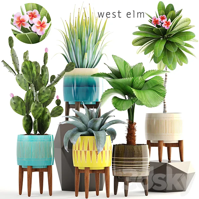 Collection of plants 179. frangipani flower pot cactus prickly pear agave likuala palm tree bush flowerpot 3D Model