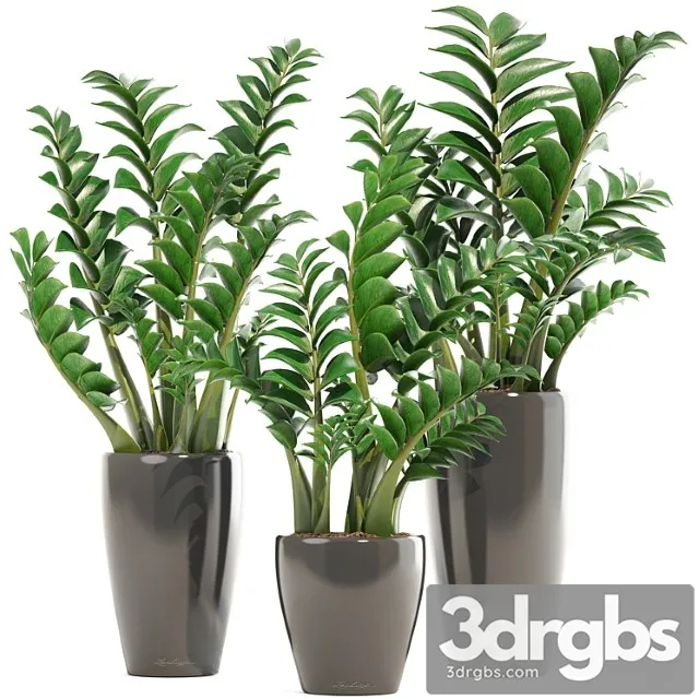 Collection Of Plants 192 Zamioculcas Flower Pot Bush Flowerpot Interior Decorative 3D Model Free