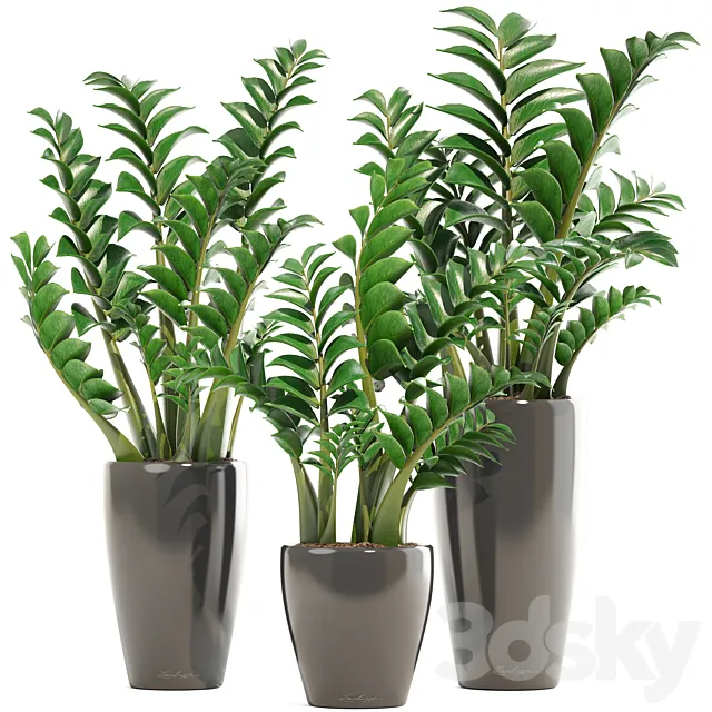 Collection of plants 192. Zamioculcas. flower. pot. bush. flowerpot. interior. decorative 3DModel