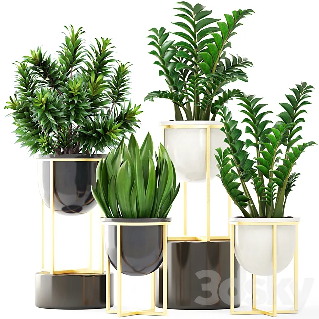 Collection of plants 194. luxury pot gold dracaena bush flower flowerpot Zamioculcas interior decorative sansevieria 3D Model