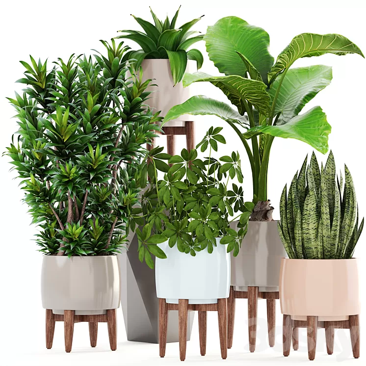 Collection of plants 196. Dracaena bush alocasia flower pot flowerpot interior decorative 3D Model