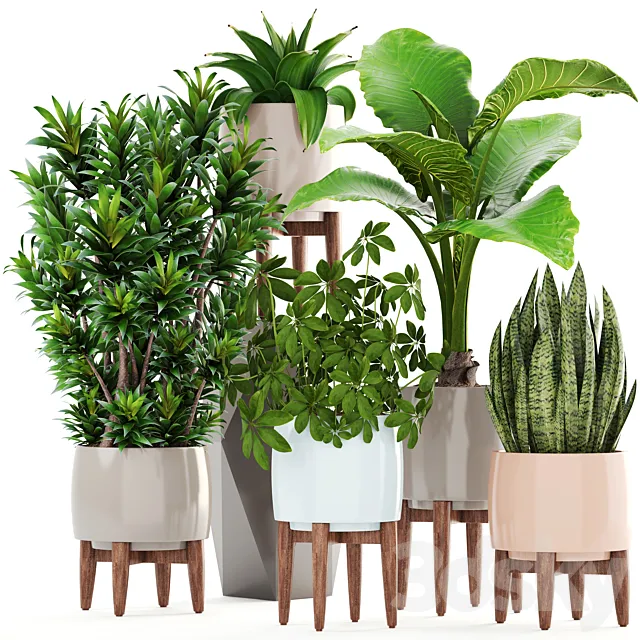 Collection of plants 196. Dracaena. bush. alocasia. flower. pot. flowerpot. interior. decorative 3DModel