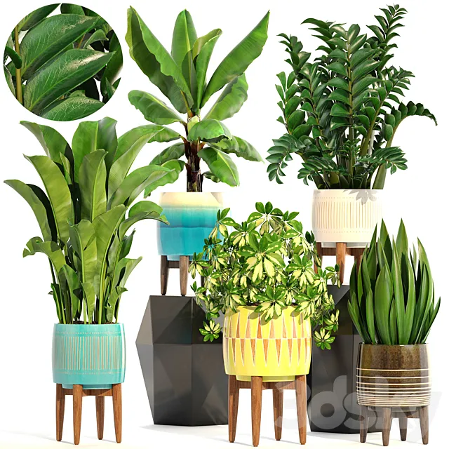 Collection of plants 197. indoor. interior. banana. revenala. Zamioculcas. sansevieria. Schefflera. pot. flower 3DModel