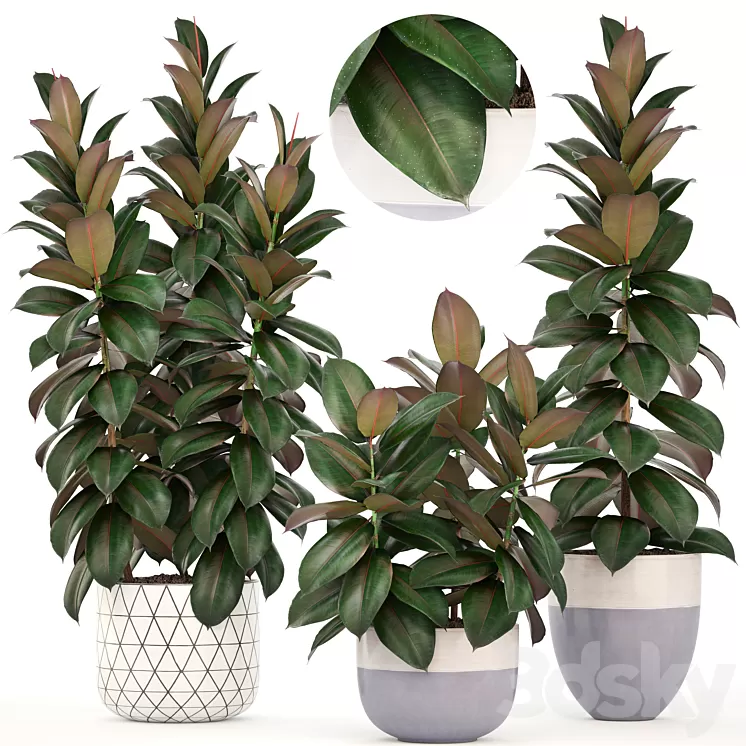 Collection of plants 204. Ficus robusta tree bush interior indoor plants pot flowerpot Scandinavian style ficus abidjan 3D Model