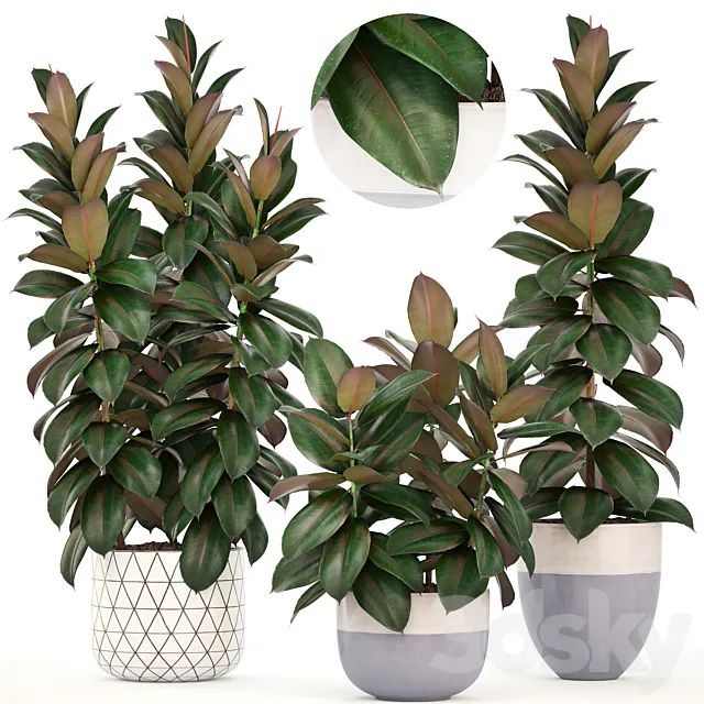 Collection of plants 204. Ficus robusta. tree. bush. interior. indoor plants. pot. flowerpot. Scandinavian style. ficus abidjan Free Download