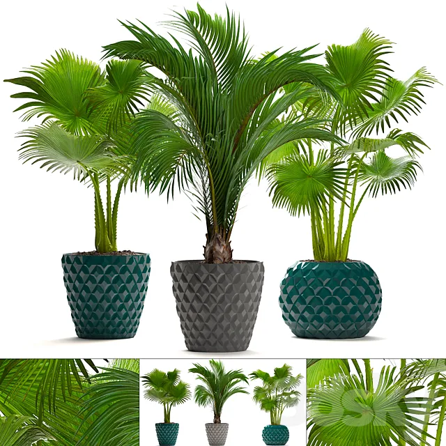 Collection of plants 214. Palm trees. Palm trees fan decorative indoor pot flowerpot concrete 3D Model