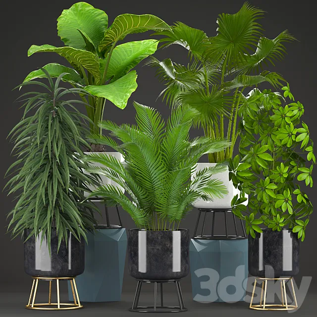 Collection of plants 215. Ornamental plants interior exotic flower pot flowerpot bush Ficus Ali Schefflera palm tree alocasia Hovea fan palm Howea forsteriana 3D Model