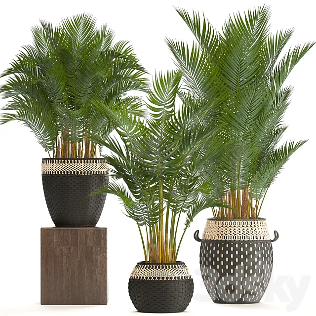 Collection of plants 218. Howea forsteriana basket rattan palm tree interior palm trees eco style design natural decor wicker 3D Model