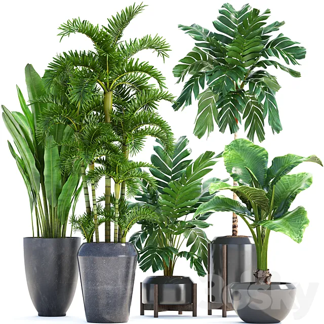 Collection of plants 250. Banana palm alocasia thickets Roystonea Hamedorea bushes exotic thickets tropical plants strelitzia 3D Model