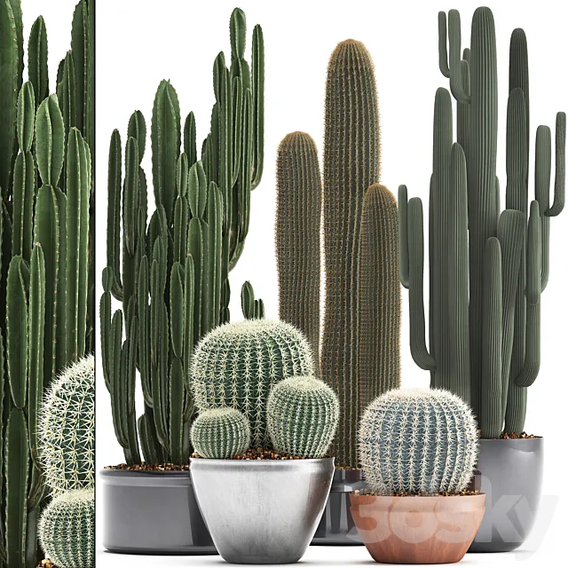Collection of plants 300. Cactus set. Echinocactus. round cactus. cereus. Barrel cactus. indoor cactus. desert plants 3DModel
