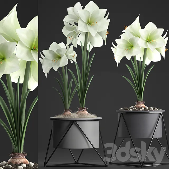 Collection of plants 310. Hippeastrum. Hippeastrum potted flowers indoor flowers flowerpot flower pot Scandinavian style eco design White flowers 3D Model