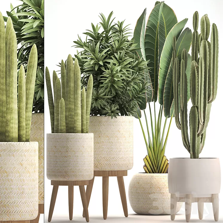 Collection of plants 320. White basket dracaena ravenala banana cereus cactus sansevieria interior indoor Scandinavian style strelitzia 3D Model