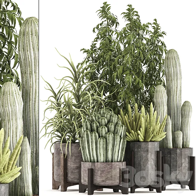 Collection of plants 325. Cactus thickets indoor plants concrete pot bamboo aloe cactus desert plants thickets outdoor 3D Model