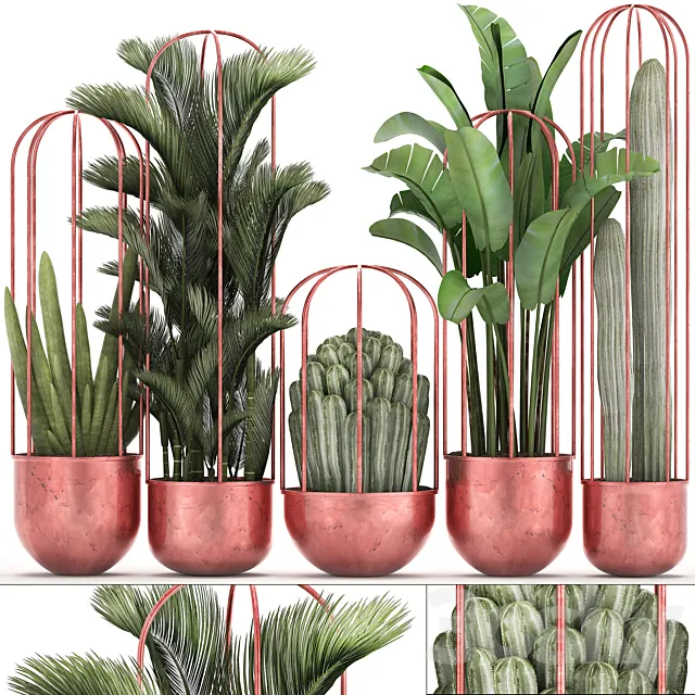 Collection of plants 326. Cacti palm copper banana dipsis indoor plants pot copper flowerpot metal outdoor decorative strelitzia Cactus 3D Model