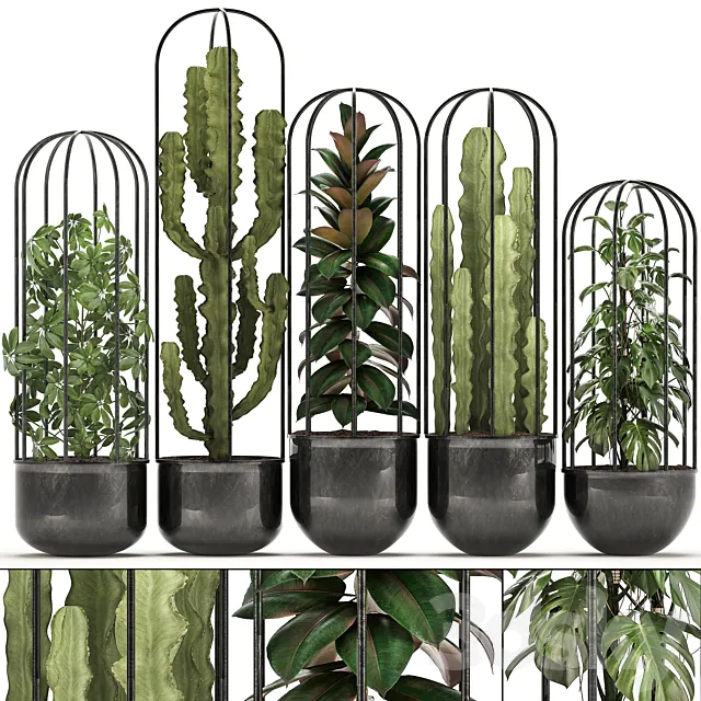 Collection of plants 327. Black pot loft flowerpot cactus spurge monstera Schefflera ficus interior ficus abidjan metal industrial style 3D Model