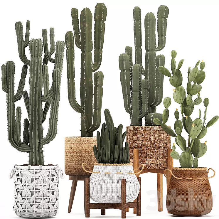 Collection of plants 330. Basket rattan prickly pear indoor cactus white basket carnegia Prickly pear desert plants eco design wicker 3D Model