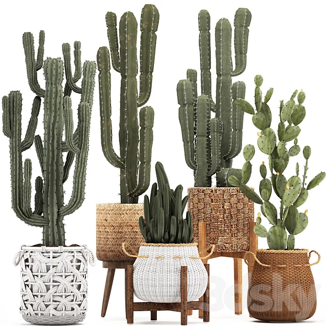 Collection of plants 330. Basket rattan. prickly pear. indoor cactus. white basket. carnegia. Prickly pear. desert plants. eco design. wicker 3DModel
