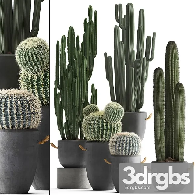 Collection of Plants 411 Cactus Set Echinocactus Cereus Carnegia Barrel Cactus Indoor Plants Concrete Pot Outdoor 3D Model Free